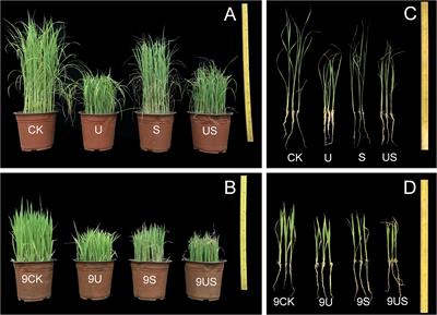 Exogenous Uniconazole promotes physiological metabolism and grain yield of rice under salt stress